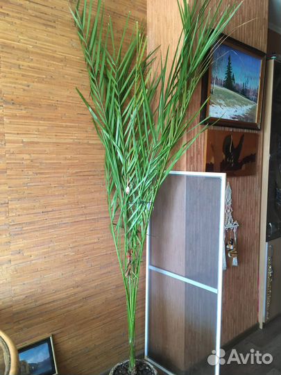 Финиковая пальма