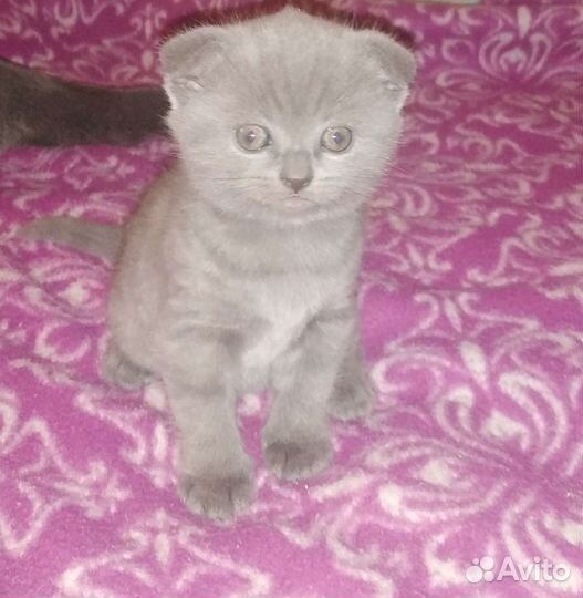 Британские вислоухие котята