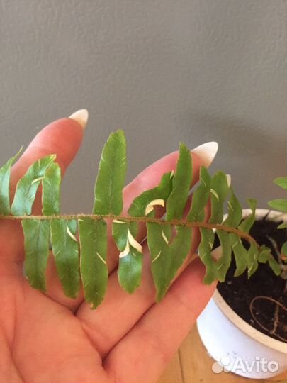 Нефролеписы сортовые