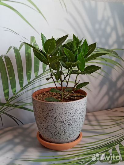 Лавр в керамическом кашпо