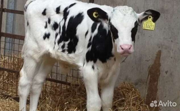 Телята бычки