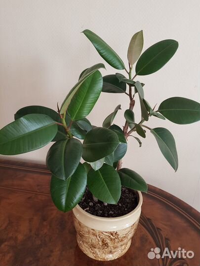 Фикус эластика три ствола