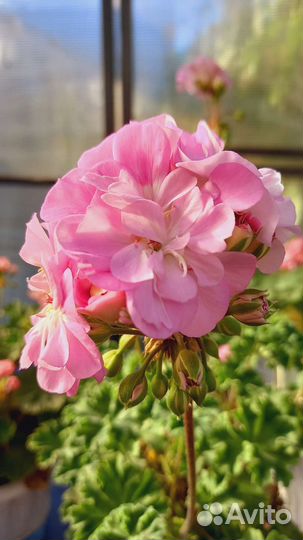 Пеларгония герань