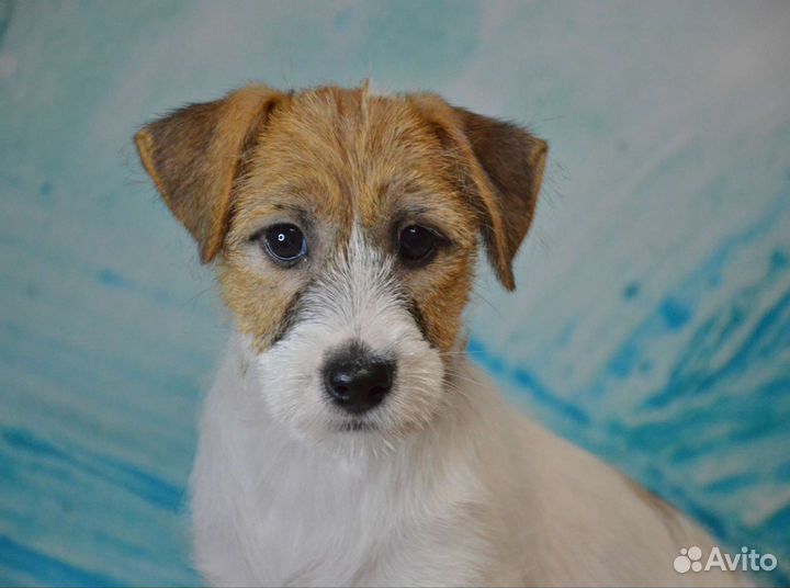 Щенок Джек Рассел терьера. Девочка