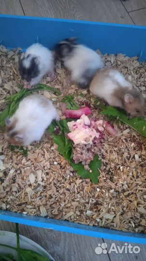 Сирийские хомяки разные (клетки)