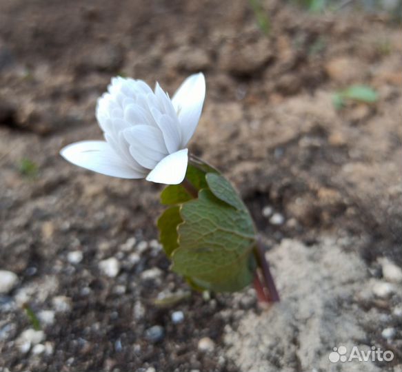 Сангвинария махровая