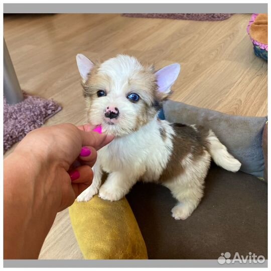 Бивер с голубыми глазами