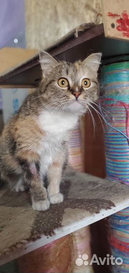 Отдам в добрые руки