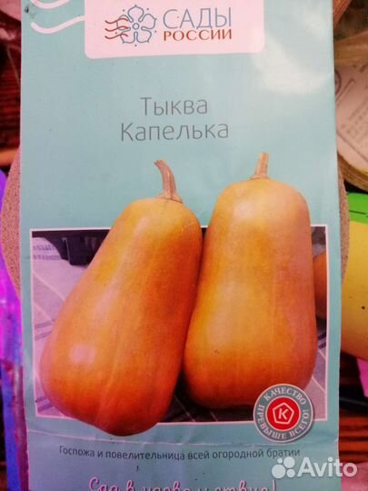 Рассада тыквы Капелька