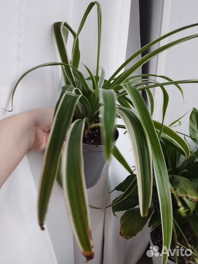 Хлорофитум