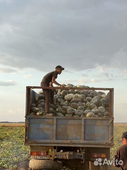 Продаю семена сорт жаба(мраморная)