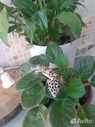 Геккон, эублифар