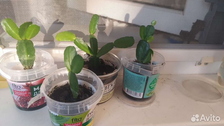 Каланхоэ декабрист