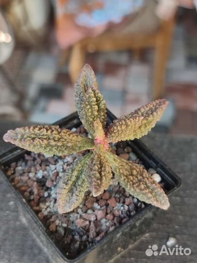 Адромискусы 2