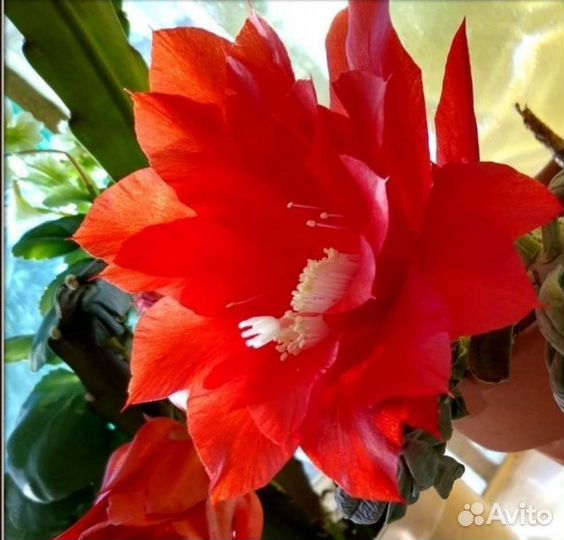 Эпифиллум Акермана (Е. ackermanii)