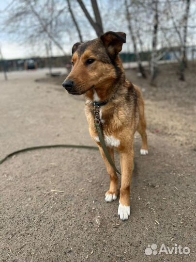 Лобзик ищет теплый дом