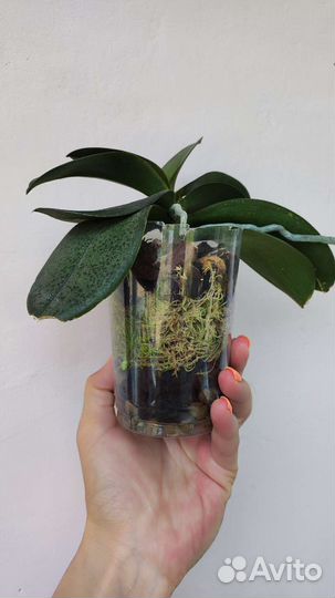 Орхидея фаленопсис