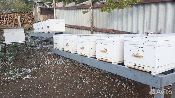 Продажа пчелиных маток