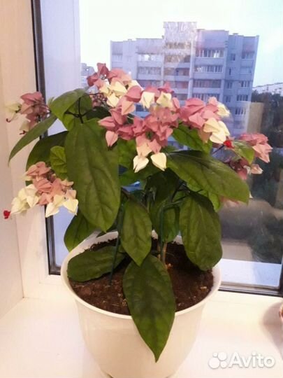 Клеродендрум томпсон