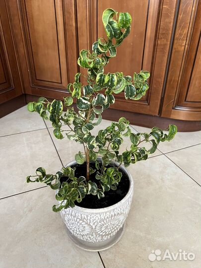 Фикус Барок/Фикус Ирэн