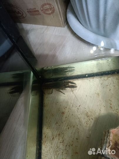 Мраморный рак