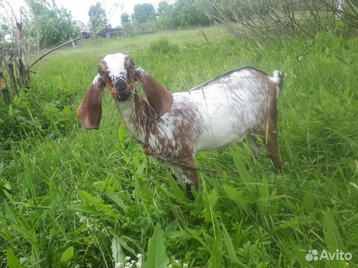 Козел Битал Камори, Козы нубийские