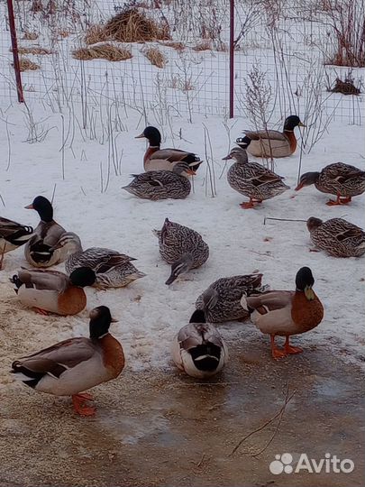 Подсадные утки