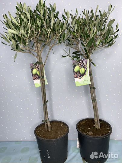 Олива Европейская 19/80см