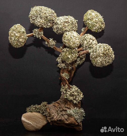 Живые деревья из Цетрарии