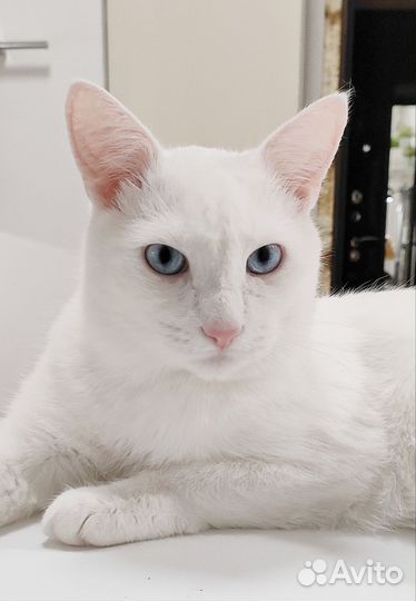 Белый котик Банни