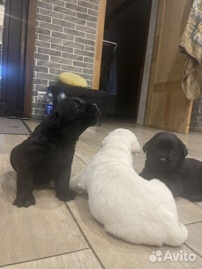 Лабрадор щенки