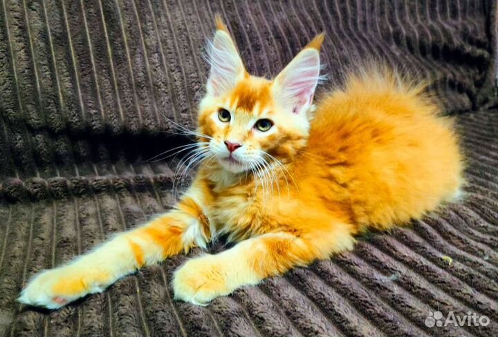 Красные тигрятки