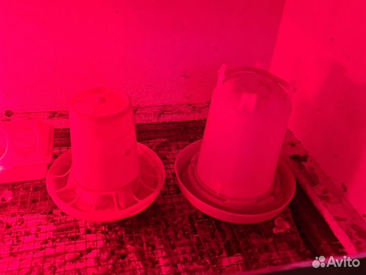 Брудер для цыплят бу