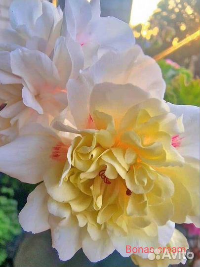 Пеларгонии Bonas cream