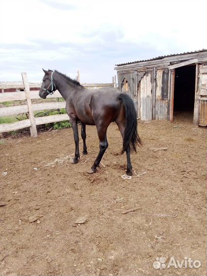 Продам жеребчика 2 года