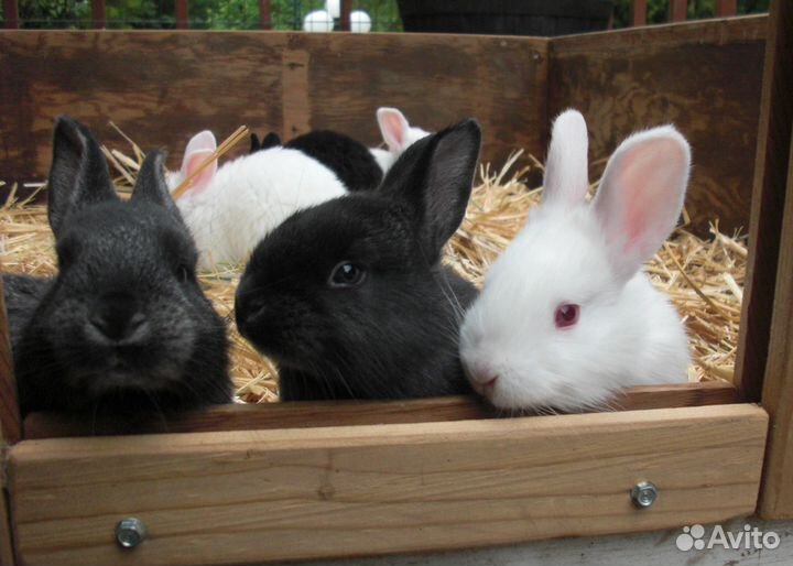 Продам крольчат