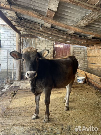 Телочка 11 месяцев