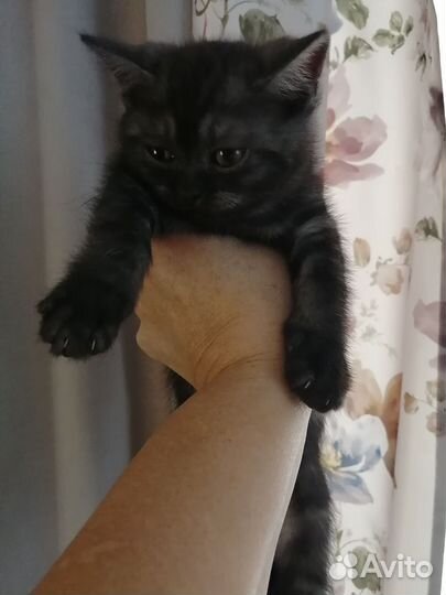 Британские котята