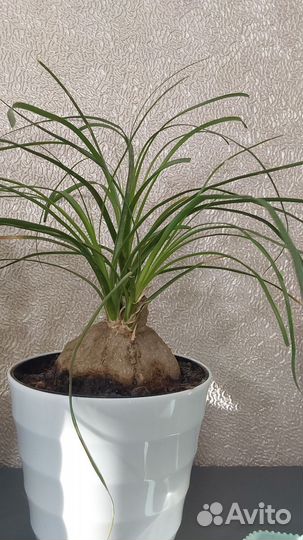 Хлорофитум