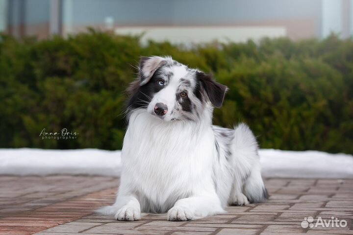 Кобель аусси для вязки