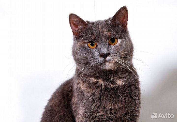 Эта кошь найдет ключик к вашему сердцу