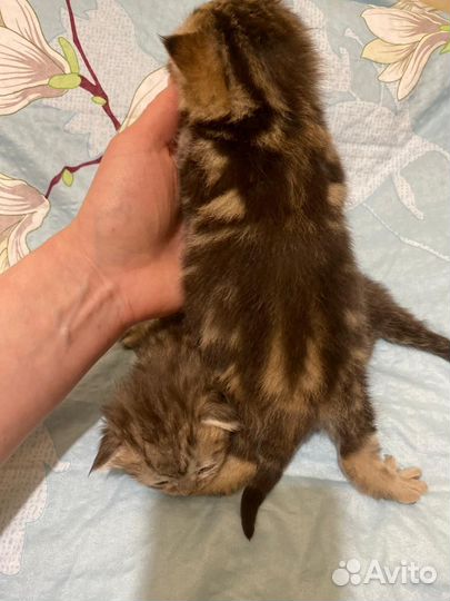 Британские котята