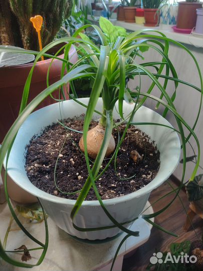 Бокарнея нолина