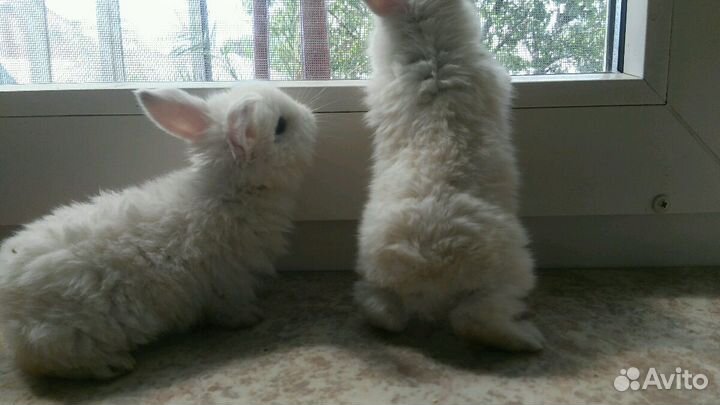 Вислоухие кролики