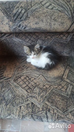 Кошки в добрые руки бесплатно