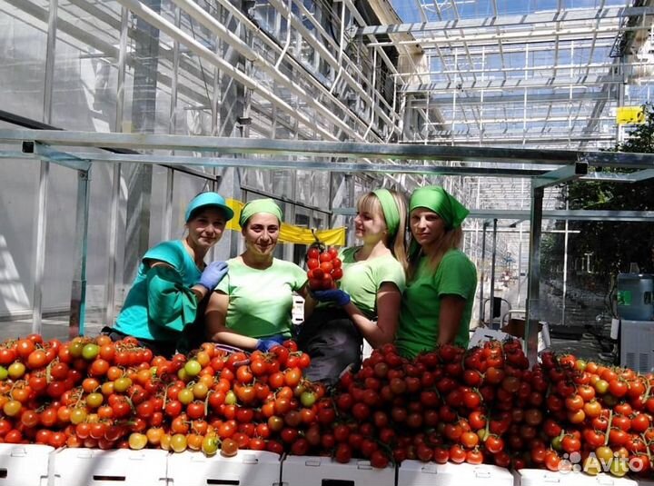 Москва Вахта - Разнорабочий в тепличный комплекс