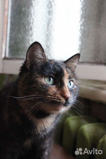 Кошка Буратинка