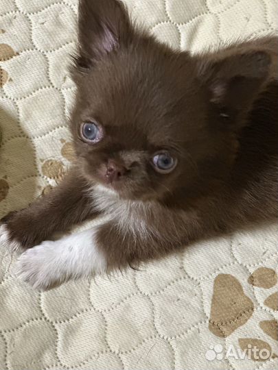 Щенки чихуахуа