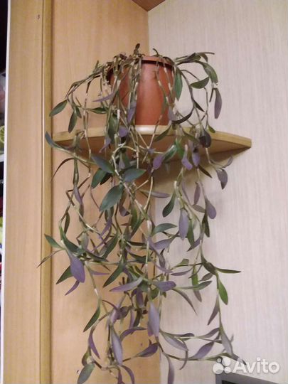 Традесканция