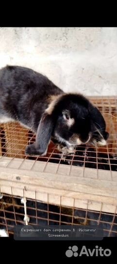 Кролики Французский баран